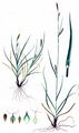 Distant Sedge - Carex distans L. 