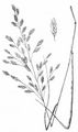 Ährengrasähnliche Trespe - Ceratochloa cathartica (Vahl) Herter