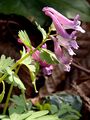 Bird-In-A-Bush - Corydalis solida (L.) Clairv.