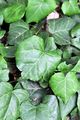 Persian Ivy - Hedera colchica (K. Koch) K. Koch