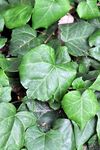 Persischer Efeu - Hedera colchica (K. Koch) K. Koch 