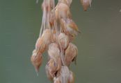 Rispen-Hirse - Panicum miliaceum L.