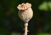 Common Poppy - Papaver rhoeas L.