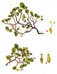 Kraut-Weide - Salix herbacea L. 