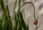 Broadleaf Chives - Allium lusitanicum Lam.