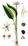 Bär-Lauch - Allium ursinum L. 