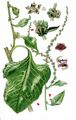 Beet - Beta vulgaris L.