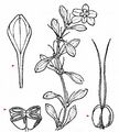 Blunt-Fruited Water-Starwort - Callitriche obtusangula Le Gall