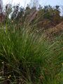 Schwarzschopf-Segge - Carex appropinquata Schumach.