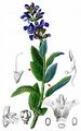 Sage - Salvia officinalis L.