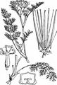 Shepherd's-Needle - Scandix pecten-veneris L.