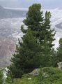 Pinus cembra (Zirbel-Kiefer)