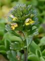 Dwarf Eyebright - Euphrasia minima DC.