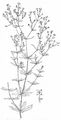 Wood Bedstraw - Galium sylvaticum L.