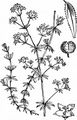 Fen Bedstraw - Galium uliginosum L.