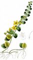 Creeping-Jenny - Lysimachia nummularia L.