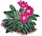 Clusius' Schlüsselblume - Primula clusiana Tausch