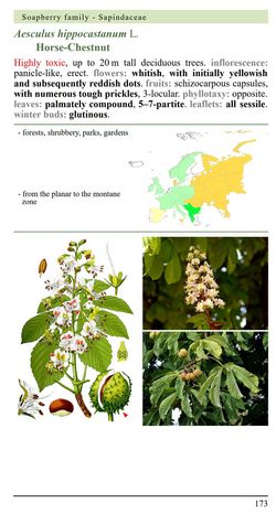 iFlora Plant Guides - Aesculus hippocastanum