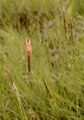 Sweet Vernal-Grass - Anthoxanthum odoratum L.