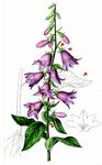 Nesselblättrige Glockenblume - Campanula trachelium L. 