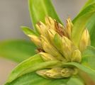 Cross Gentian - Gentiana cruciata L.