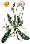 Gewöhnliches Ferkelkraut - Hypochaeris radicata L. 