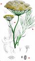 Hog's Fennel - Peucedanum officinale L.