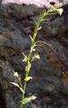 Tower Cress - Pseudoturritis turrita (L.) Al-Shehbaz