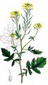 White Mustard - Sinapis alba L.