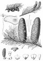 Giant Fir - Abies grandis (D. Don) Lindl.