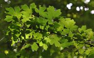 Field Maple - Acer campestre L.