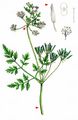 Garden Chervil - Anthriscus cerefolium (L.) Hoffm.