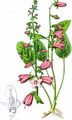 Creeping Bellflower - Campanula rapunculoides L.