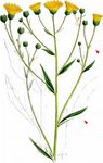 Schirmtraubiges Habichtskraut - Hieracium pseudocorymbosum Gremli 