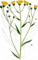 Pseudocorymb Hawkweed - Hieracium pseudocorymbosum Gremli