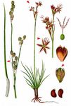 Sparrige Binse - Juncus squarrosus L. 