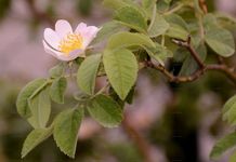 Falsche Filz-Rose - Rosa pseudoscabriuscula (R. Keller) Henker & G. Schulze 