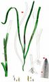 Eelgrass - Zostera marina L.