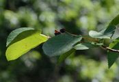 Besen-Felsenbirne - Amelanchier spicata (Lam.) K. Koch