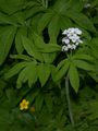 Quirlblättrige Zahnwurz - Cardamine enneaphyllos (L.) Crantz