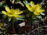 Winterling - Eranthis hyemalis (L.) Salisb.