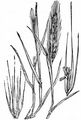 Wall Barley - Hordeum murinum L.