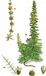 Quirliges Tausendblatt - Myriophyllum verticillatum L. 