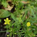 Acker-Hahnenfuß - Ranunculus arvensis L.