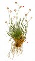 Smallflowered Moorgrass - Sesleria ovata (Hoppe) A. Kern.