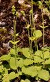 Yellow Betony - Stachys alopecuros (L.) Benth.