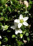 Zweiblütiges Sandkraut - Arenaria biflora L. 