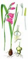 Marsh Gladiolus - Gladiolus palustris Gaudin