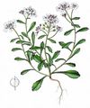 Wild Candytuft - Iberis amara L.