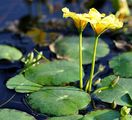 Europäische Seekanne - Nymphoides peltata (S. G. Gmel.) Kuntze